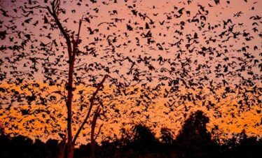 South Luangwa Thornicroft Zambia Africa