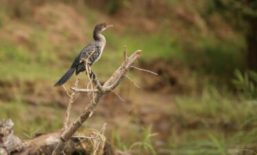 South Luangwa Thornicroft Zambia Africa