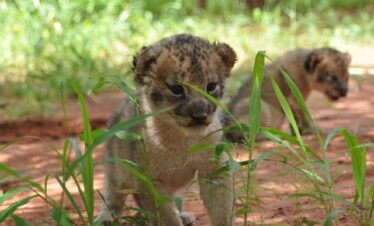 South Luangwa Thornicroft Zambia Africa