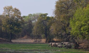 Elephants South Luangwa Thornicroft Zambia Africa