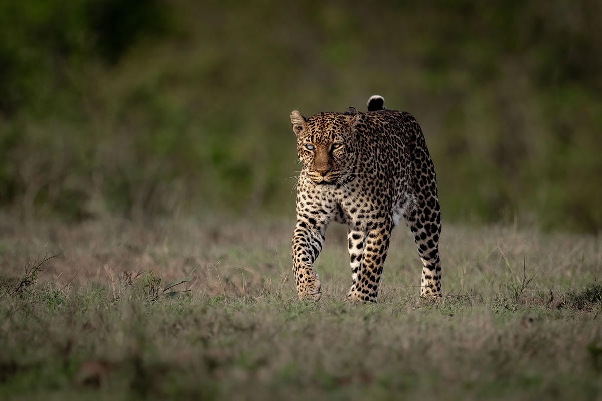 South Luangwa
