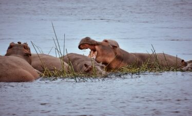 South Luangwa Thornicroft Zambia Africa