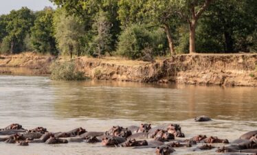 Hippos South Luangwa Thornicroft Zambia Africa