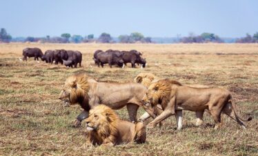 Kafue National Park South Luangwa Thornicroft Zambia Africa
