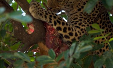 Leopard South Luangwa Thornicroft Zambia Africa
