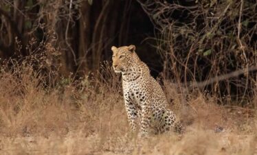 Leapard South Luangwa Thornicroft Zambia Africa