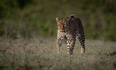 Leopard South Luangwa Thornicroft Zambia Africa