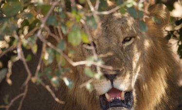 Lion South Luangwa Thornicroft Zambia Africa