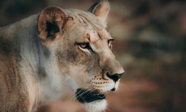 Lions South Luangwa Thornicroft Zambia Africa