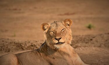 Lion South Luangwa Thornicroft Zambia Africa