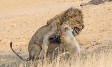 Lions South Luangwa Thornicroft Zambia Africa
