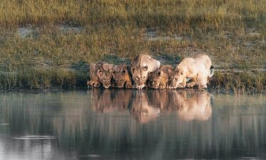 Lions South Luangwa Thornicroft Zambia Africa