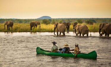 South Luangwa Thornicroft Zambia Africa