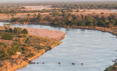South Luangwa Thornicroft Zambia Africa