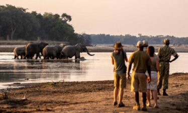 South Luangwa Thornicroft Zambia Africa