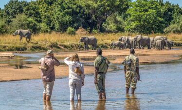 South Luangwa Thornicroft Zambia Africa