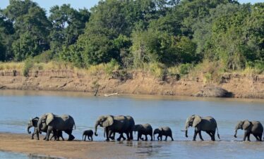 Elephants South Luangwa Thornicroft Zambia Africa