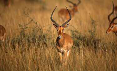 South Luangwa Thornicroft Zambia Africa