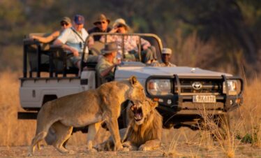 South Luangwa Thornicroft Zambia Africa