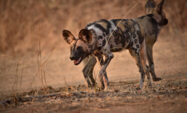 Wild Dogs South Luangwa Thornicroft Zambia Africa