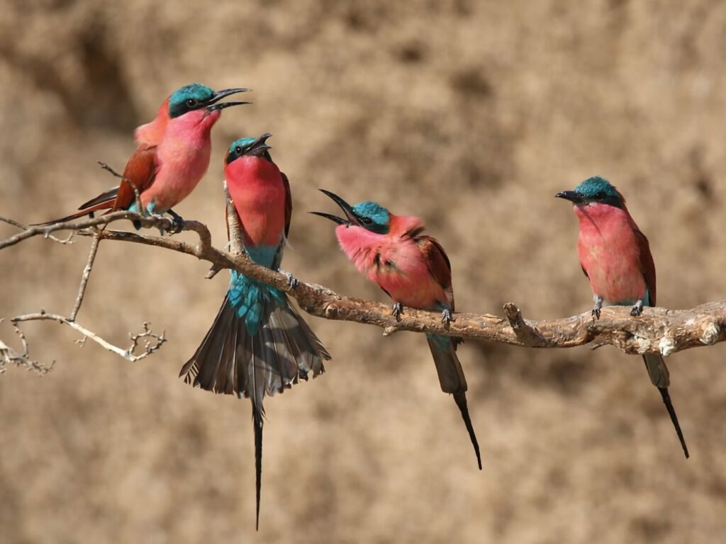 %Best African Safari In Zambia South Luangwa%