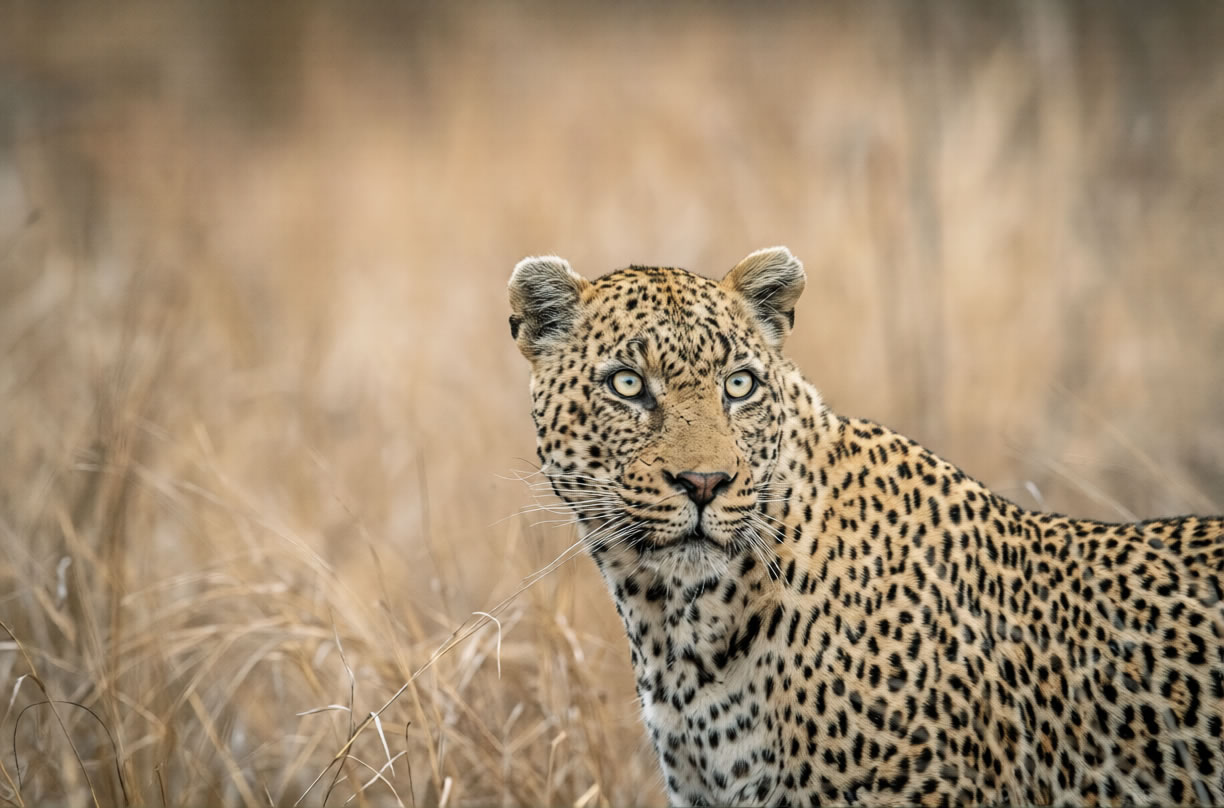 %Best African Safari In Zambia South Luangwa%