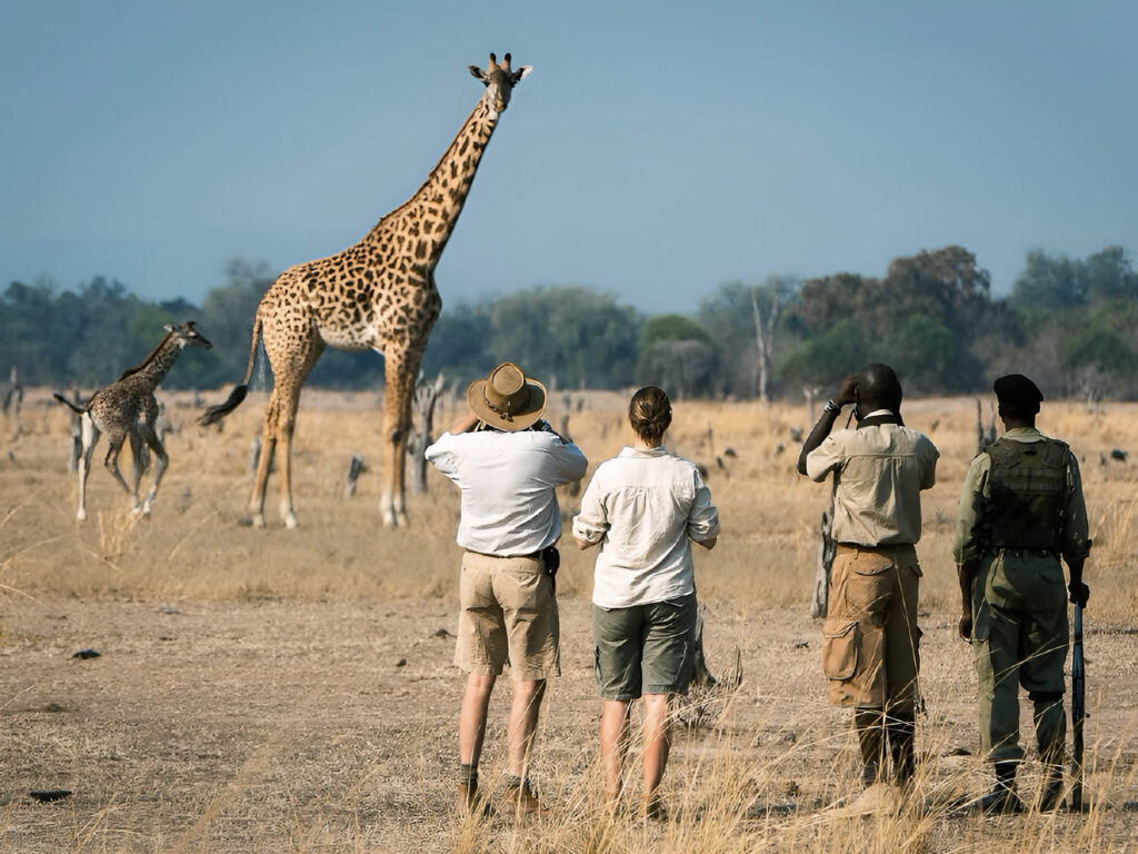 %Best African Safari In Zambia South Luangwa%